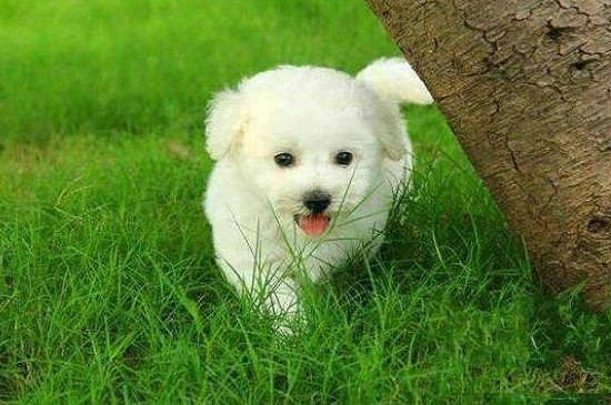 比熊犬和泰迪犬的区别