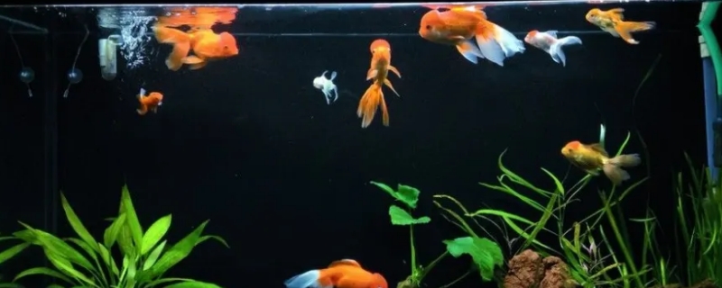 养鱼可以用软水吗