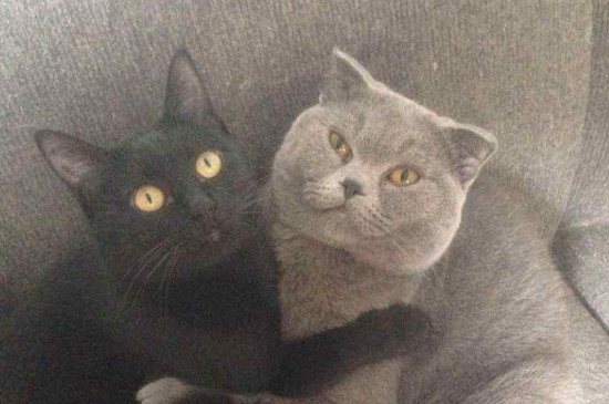 孟买猫和黑猫的区别