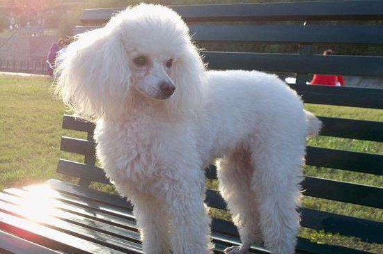 贵宾犬好养吗