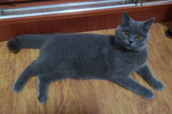 蓝猫为什么喜欢瘫坐着