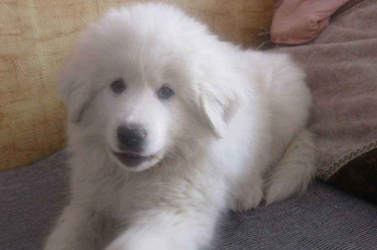 北极熊犬的价格，一般需要1000-3000元一只