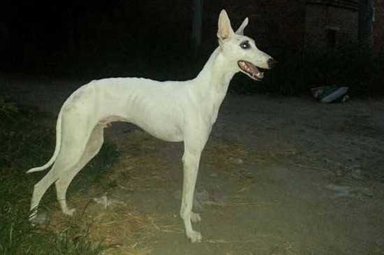 惠比特犬怎么饲养