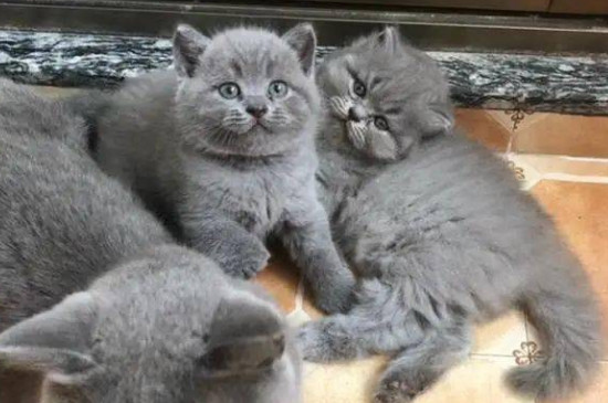 丁香蓝猫和蓝猫的区别