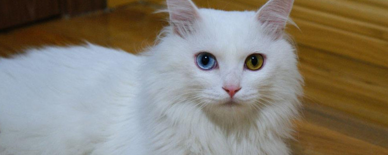临清狮子猫好养吗