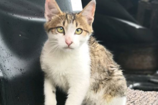 猫会游泳吗
