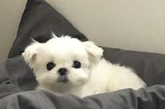 狗怕什么东西就会躲得远远的
