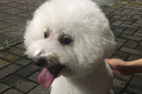 土狗和宠物狗的区别，分辨土狗和宠物狗的4个技巧