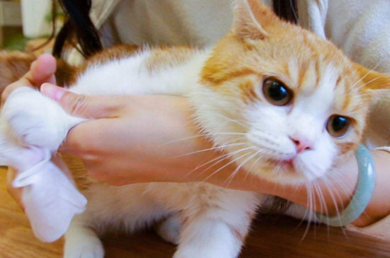 小猫吐黄水怎么治