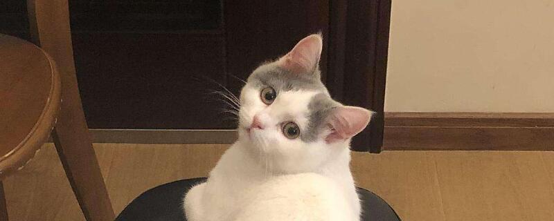 母猫嚎春一般几天结束