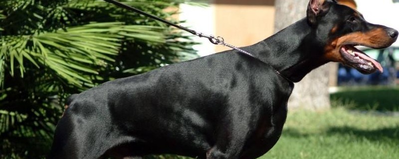 杜宾犬怎么看纯不纯