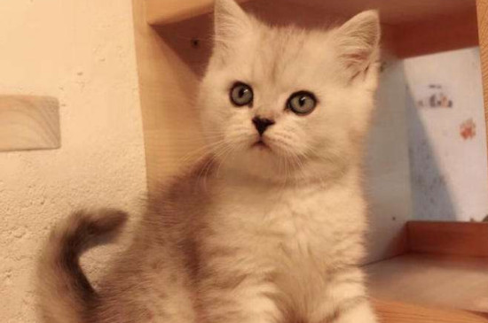 渐层猫喂养注意什么