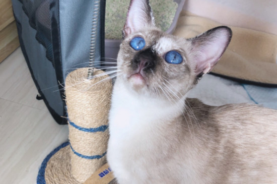 暹罗猫冬天怎么养