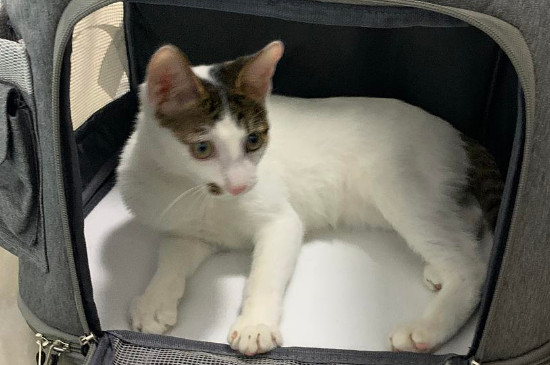 猫咪坐车注意事项
