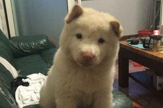 狗狗鼻子流血能自愈吗