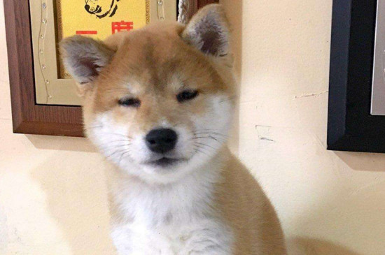 柴犬是只认一个主人吗