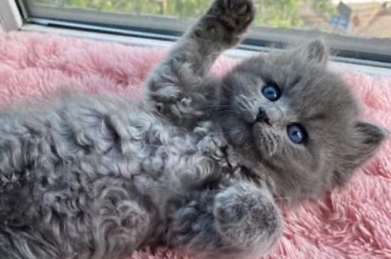 猫吃喝正常就是打喷嚏流眼泪
