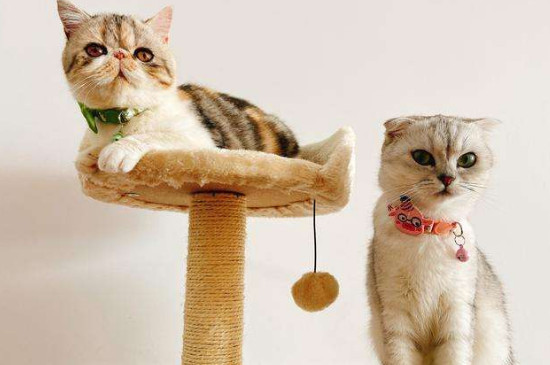 猫总打喷嚏是什么意思