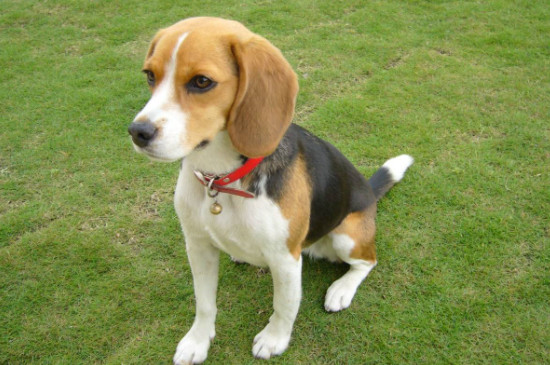 哈利犬怎么看纯不纯
