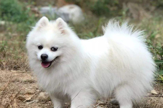 给狗洗澡注意什么