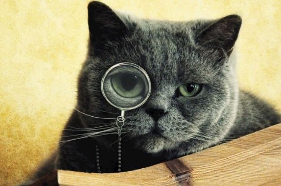 猫瘟最凶险是第几天
