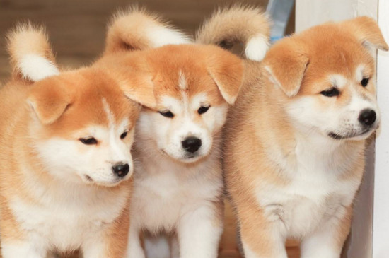 如何区分柴犬与秋田犬