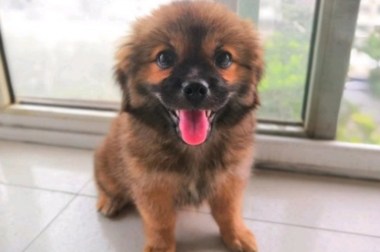 狗狗皮肤病怎么治疗