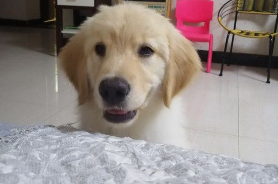 金毛犬不驱虫的症状