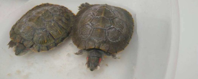 小乌龟死了怎样救活