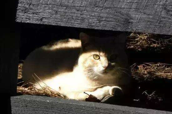 猫跟着你走是什么意思