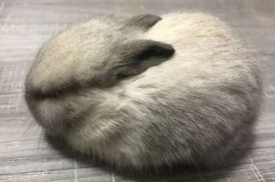 母兔不管小兔子怎么办