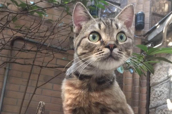 绿眼睛的猫稀少吗