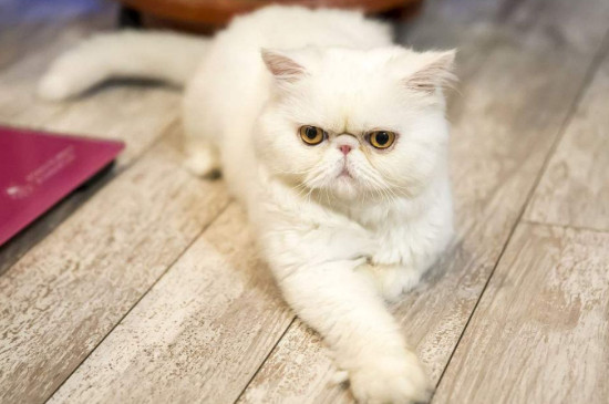 加菲猫怎么养注意什么