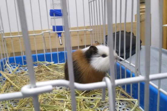 荷兰猪怎样培养感情