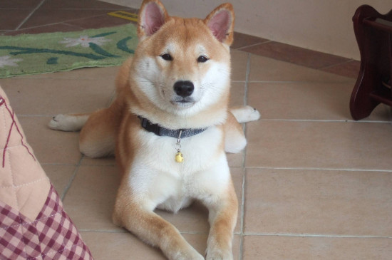 柴犬幼犬怎么训练
