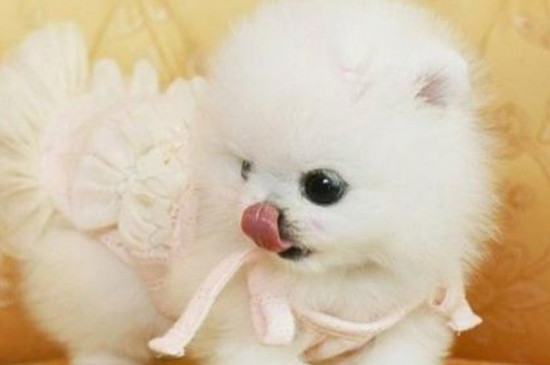 博美犬能吃鸡蛋吗