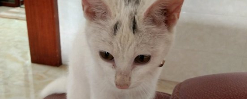猫的眼睛变圆什么意思