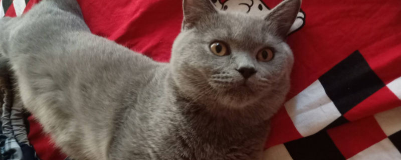 英短蓝猫喜欢人的表现