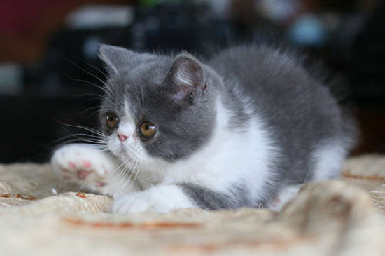 猫一胎生几只小猫