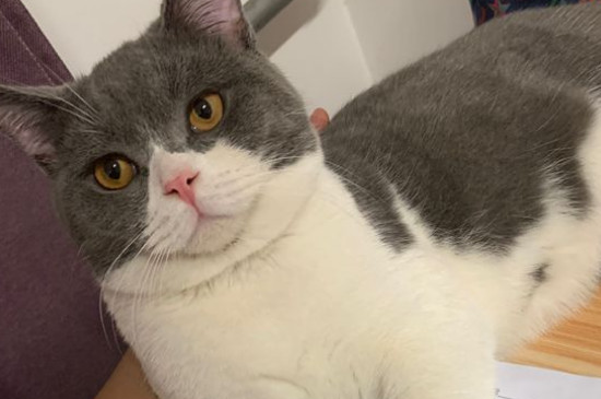 猫放屁很臭怎么办