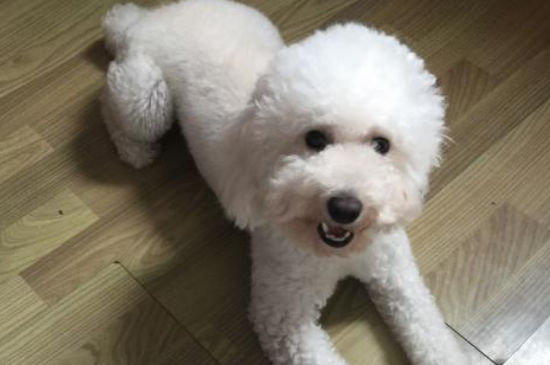 比熊怀孕的症状