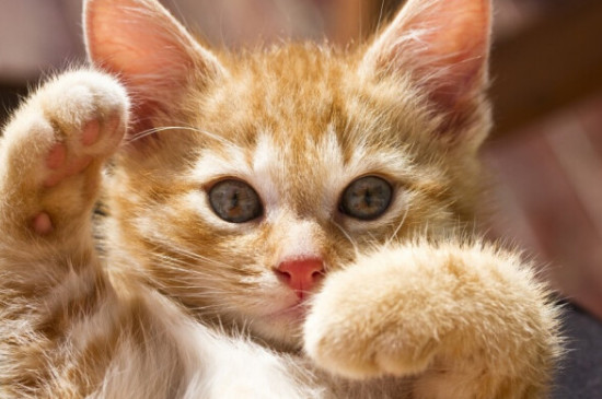 猫打疫苗前后要注意什么