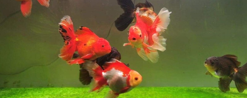 如何养金鱼才不容易死