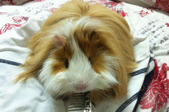 荷兰猪是仓鼠吗