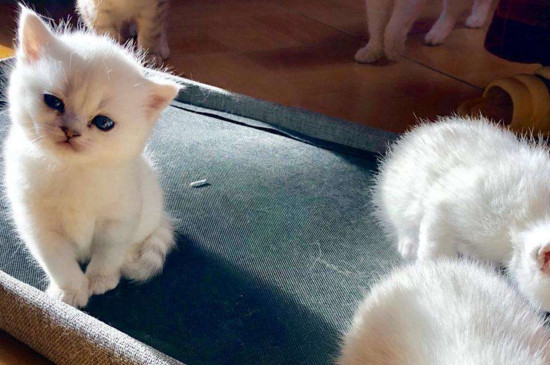 十大适合家养的猫