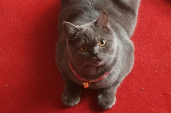 猫怎么分公母