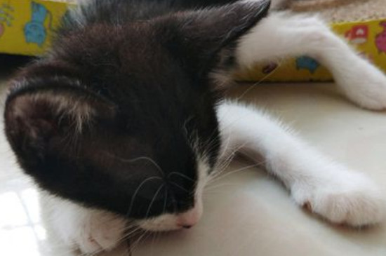 中国八大名猫乌云盖雪