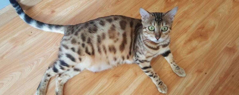 身上有豹纹的猫是什么