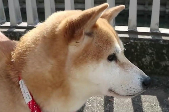 柴犬如何看品相，挑选优质柴犬的四个技巧