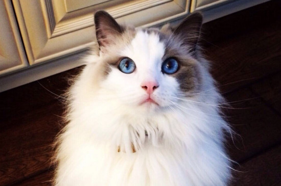 十大适合家养的猫，最适合家养的猫排名